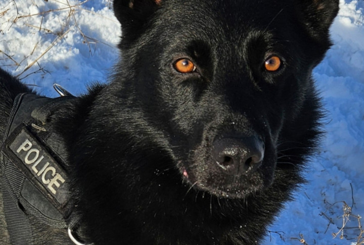 Police Service Dog Peyak