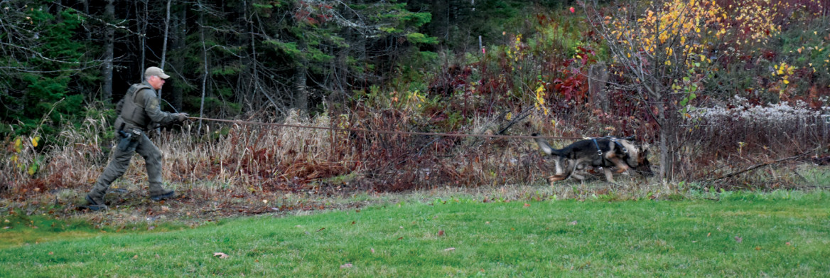 Police officer with dog on a leash in the forest.