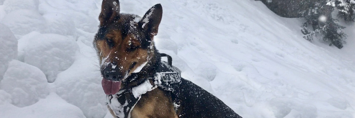 Un chien recouvert de neige.