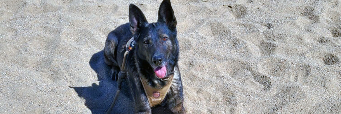 A German Shepard police dog lays on sand. 