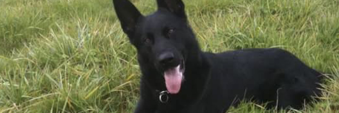 A German shepherd in a field.