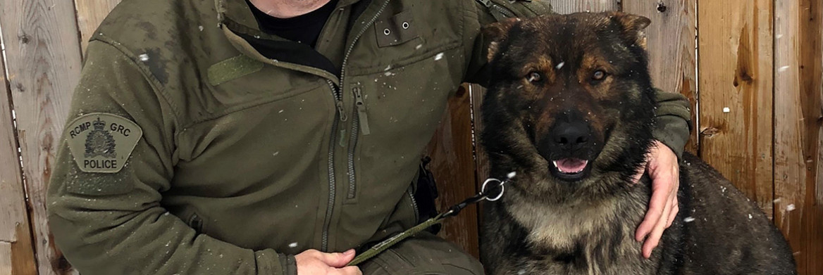 A male RCMP officer kneels next to a German shepherd dog.