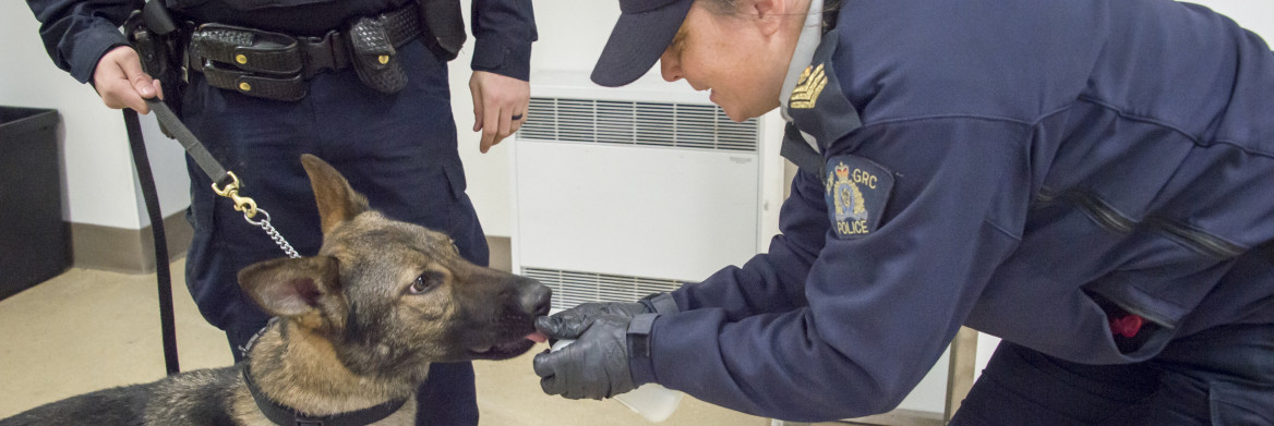 A female officer presents fentanyl to a police service dog on a leash.