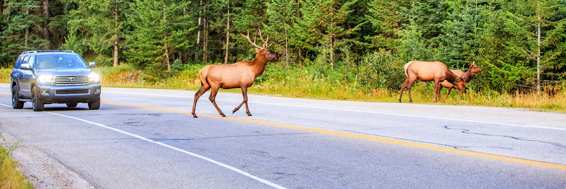 Two elk cross a road in front of a vehicle. 