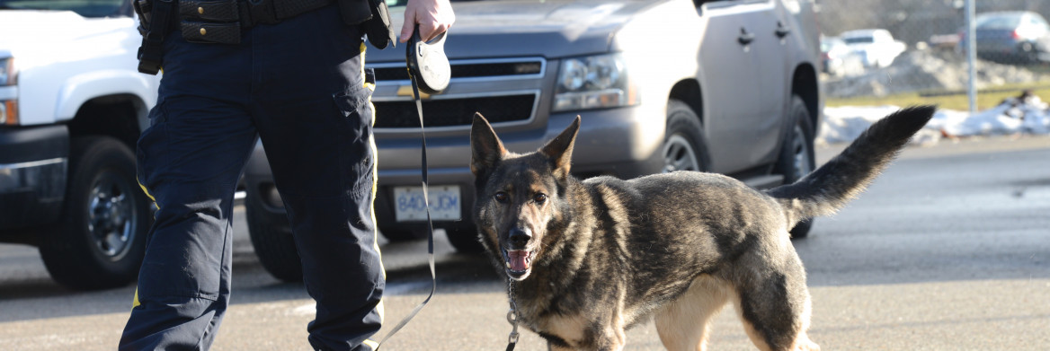 A leashed German shepherd walks beside handler.