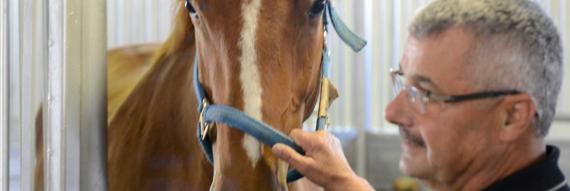 A man holds onto the noseband of a chestnut mare with a white streak down her nose.