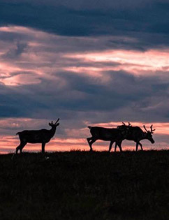 caribou herd at sunset